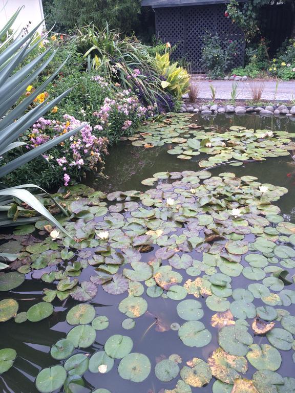 Water Lily Garden Bed and Breakfast Christchurch Exteriör bild